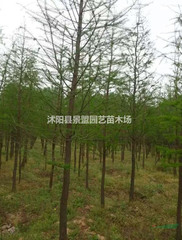 米徑15公分水杉樹什么價(jià)格能買到？