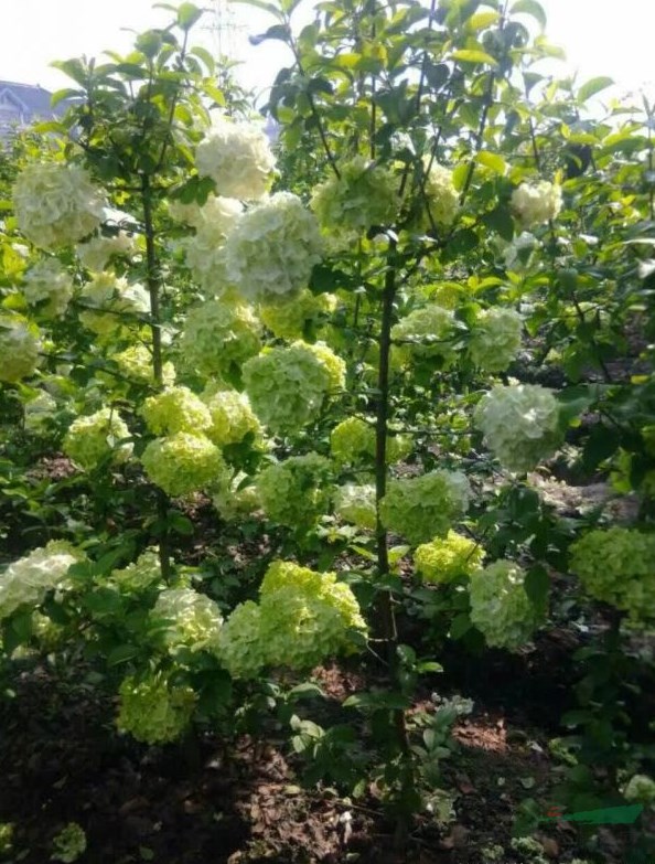 繡球花株高是多少公分？