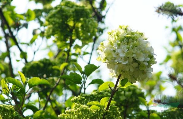 繡球花株高是多少公分？