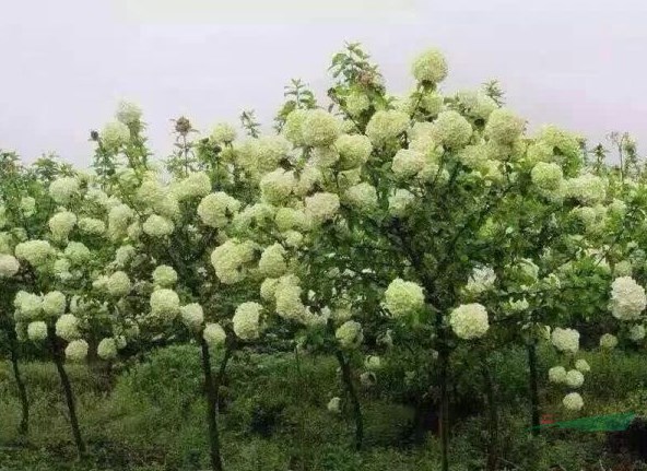 繡球花浙江適合種嗎？