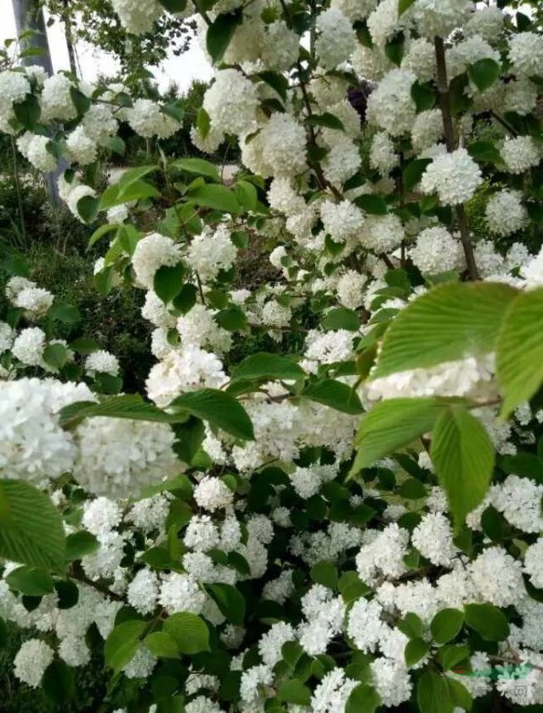 繡球花產(chǎn)地在哪里？