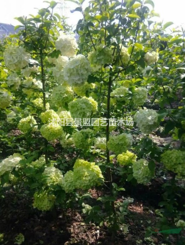 山東繡球花都在哪里買的？
