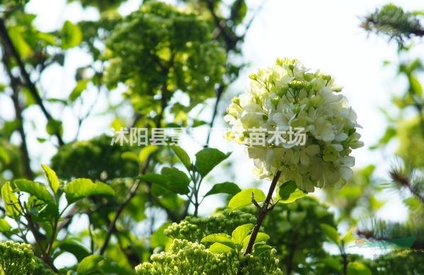 山東繡球花都在哪里買的？