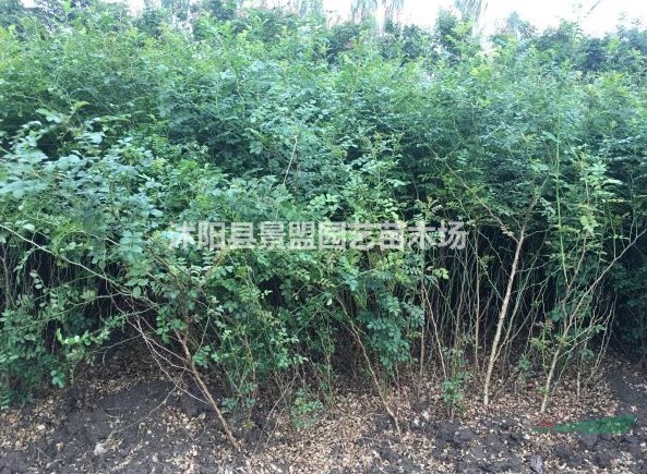 黃刺玫開花嗎？
