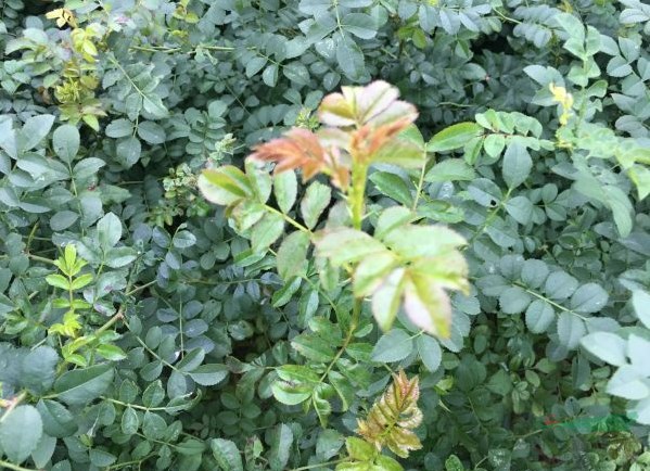 黃刺玫開花嗎？