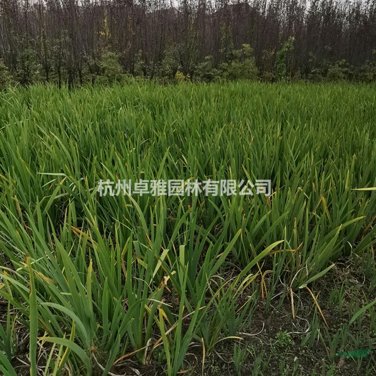 水生鳶尾 (水生植物,小毛球,色塊,工程用苗)