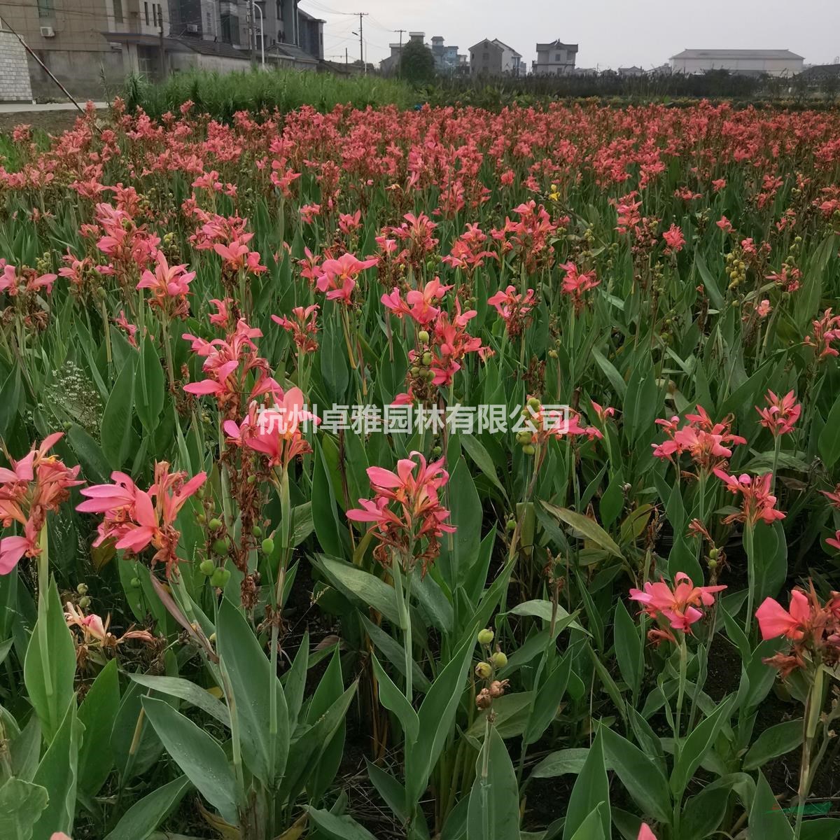 水生美人蕉(水生植物,毛球,色塊,工程用苗)