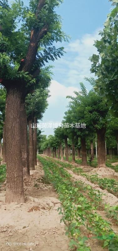 大國槐樹 50公分國槐博冉苗木專做精品國槐