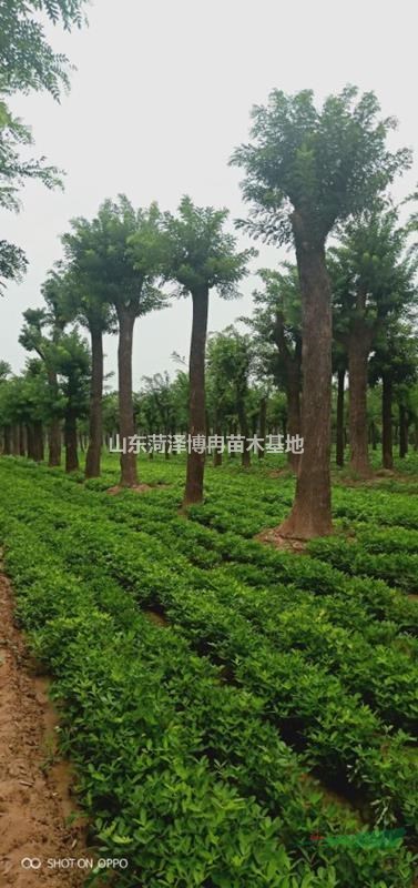 優(yōu)質(zhì)大國槐 50公分國槐采購 訂單認(rèn)準(zhǔn)博冉苗木