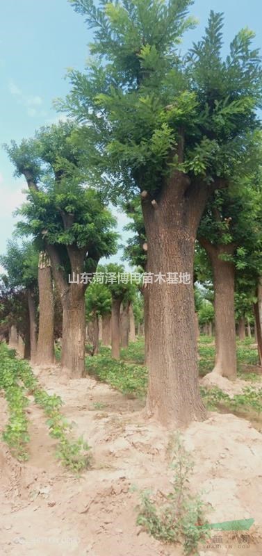 優(yōu)質(zhì)大國槐 50公分國槐采購 訂單認(rèn)準(zhǔn)博冉苗木