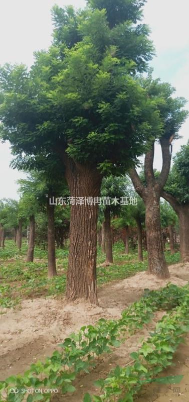 胸徑直徑大于50cm的國(guó)槐樹 70公分國(guó)槐采購(gòu) 訂單認(rèn)準(zhǔn)博冉