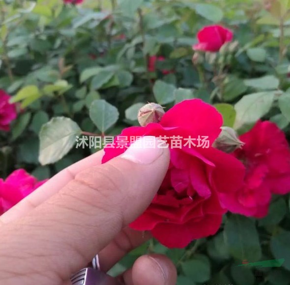 兩年生薔薇多少錢一棵？