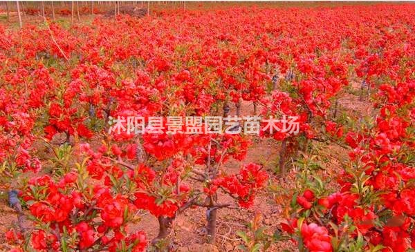 日本海棠耐高溫嗎？