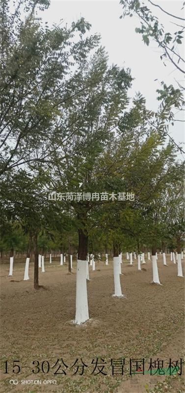 18公分速生國槐工程苗價(jià)格 28公分國槐樹批發(fā)  博冉苗木種