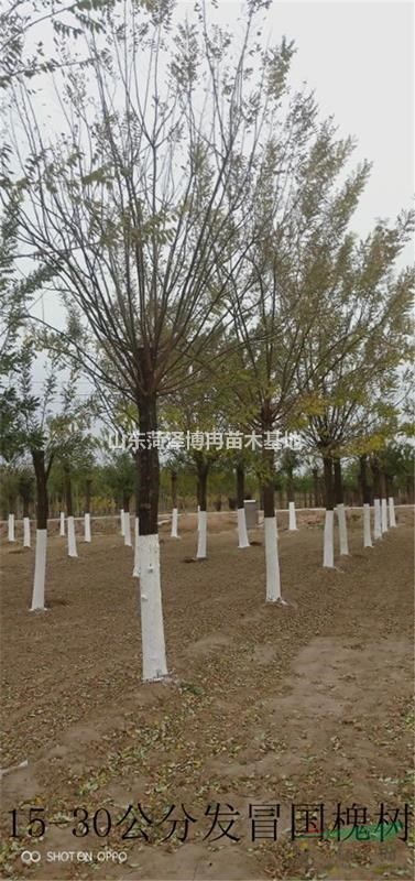 18公分速生國槐工程苗價(jià)格 28公分國槐樹批發(fā)  博冉苗木種