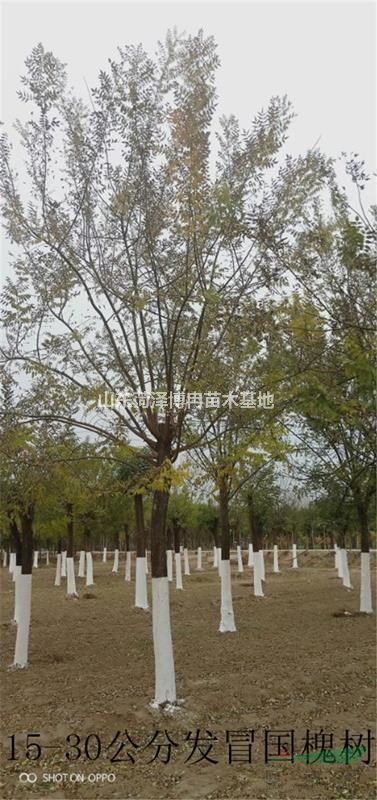 8公分原生冠國槐栽植易成活  25公分速生國槐種植基地直銷