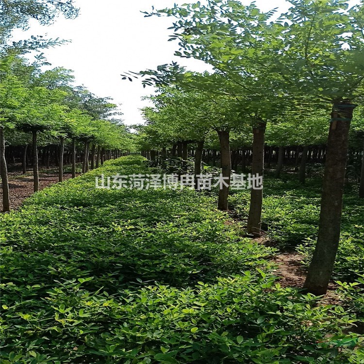 8公分老式國(guó)槐批發(fā)  博冉苗木種植面積廣 28公分速生國(guó)槐可