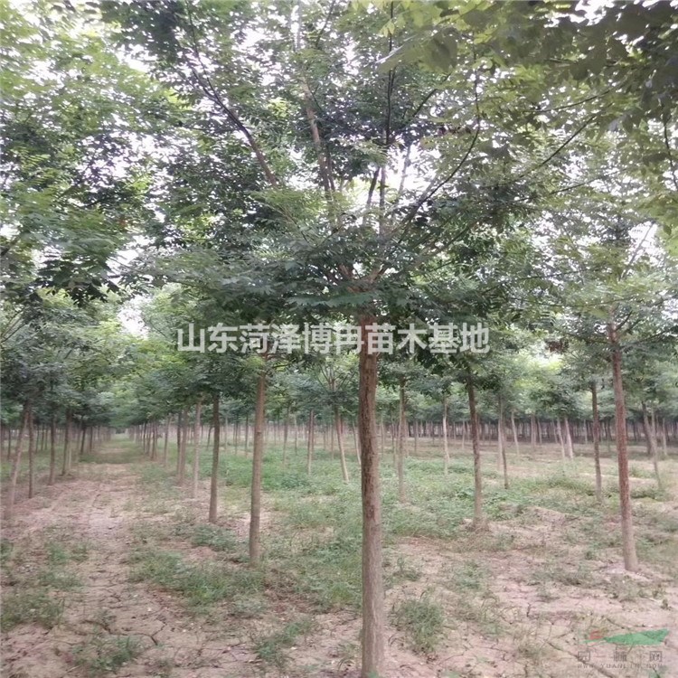 8公分老式國(guó)槐批發(fā)  博冉苗木種植面積廣 28公分速生國(guó)槐可