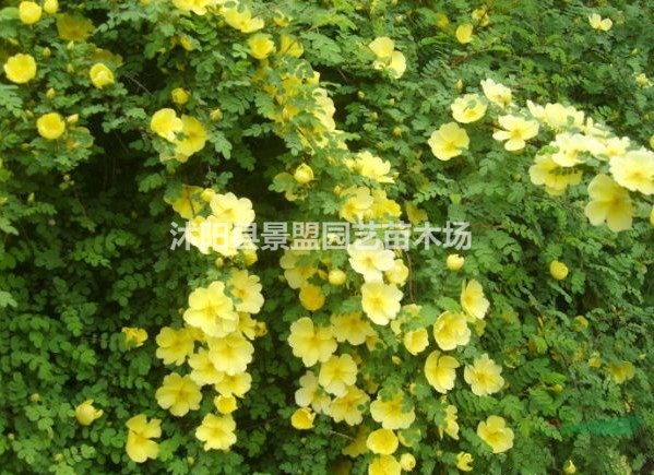黃刺玫價(jià)位怎么樣？