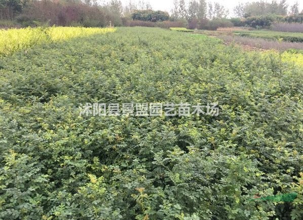 黃刺玫價(jià)位怎么樣？