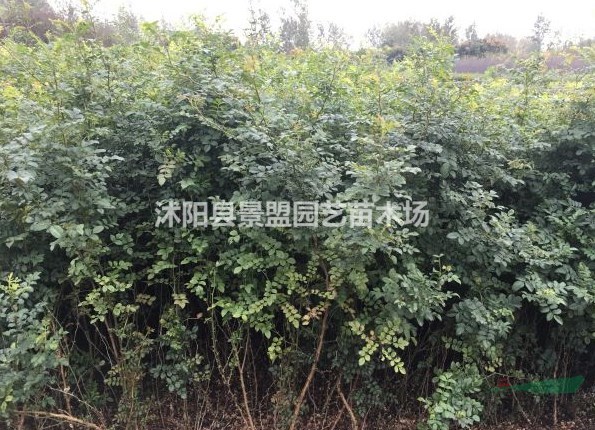 河道治理專(zhuān)用黃刺玫哪里有賣(mài)？