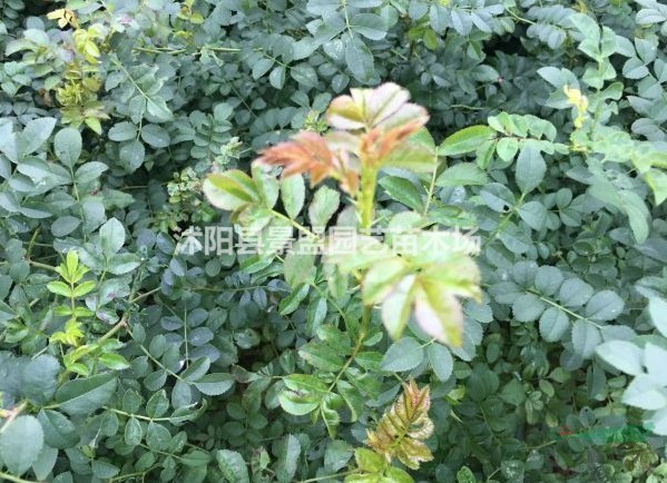 河北黃刺玫行情怎么樣？