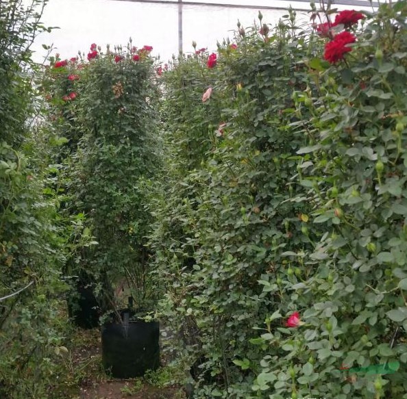 薔薇花廣東可以種嗎？