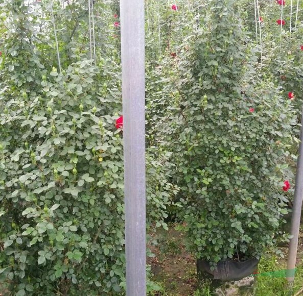 薔薇花廣東可以種嗎？