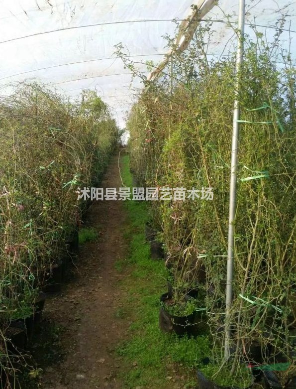 哪里有薔薇花苗圃基地？
