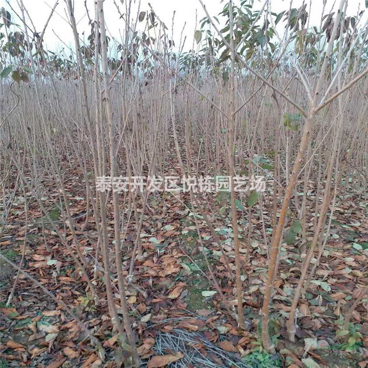 山東泰安一公分三公分五公分櫻桃樹苗價(jià)格種植季節(jié)