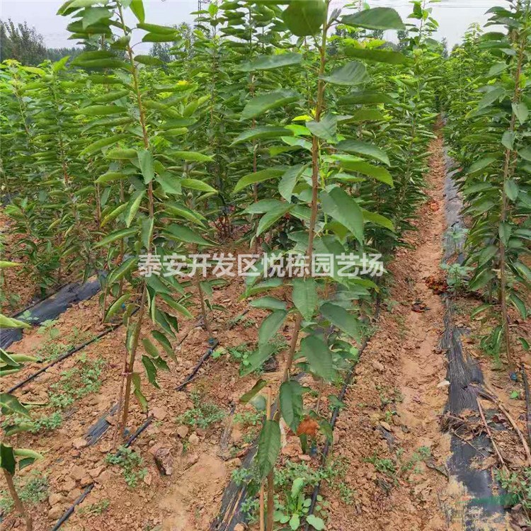 山東泰安一公分三公分五公分櫻桃樹苗價(jià)格種植季節(jié)