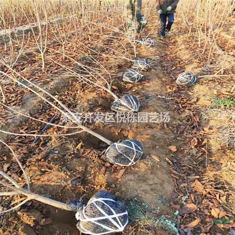 三公分櫻桃樹(shù)苗價(jià)格 