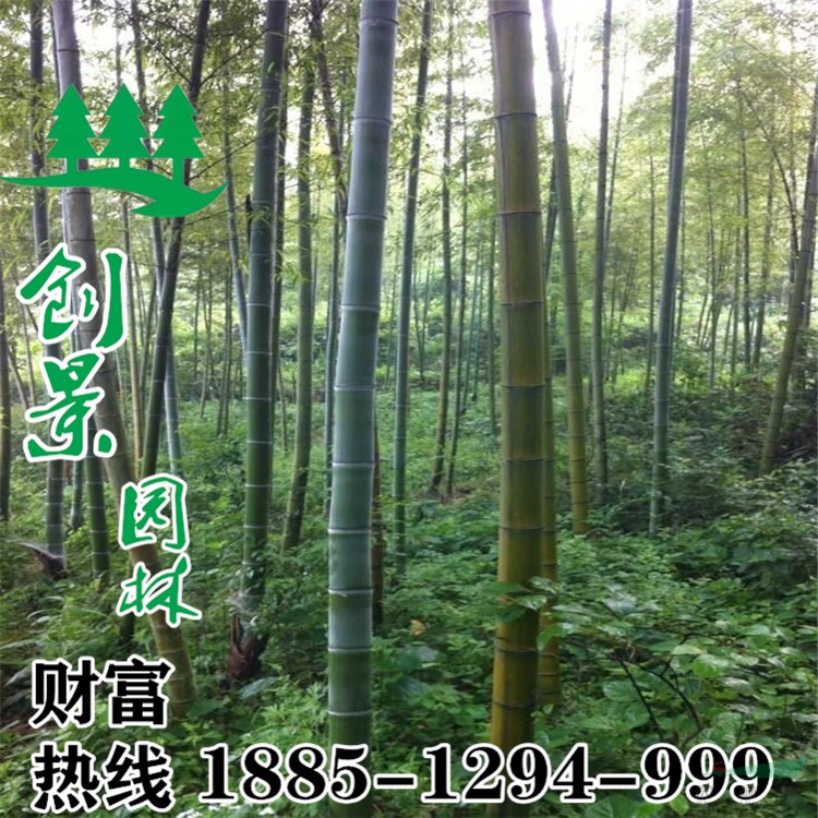 綠化竹子價(jià)格?-行情資訊-基地批發(fā)/采購(gòu)