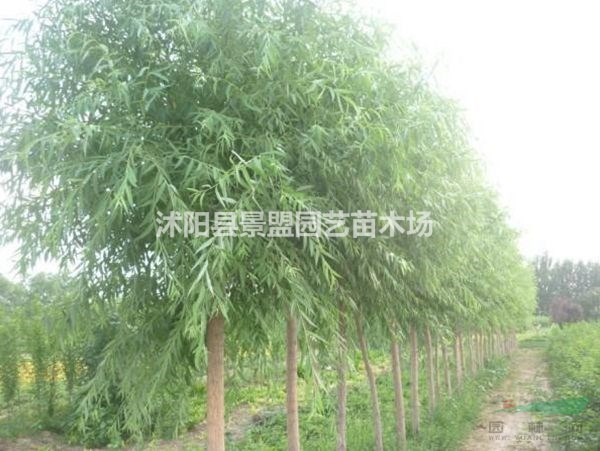 云南可以種植饅頭柳嗎？