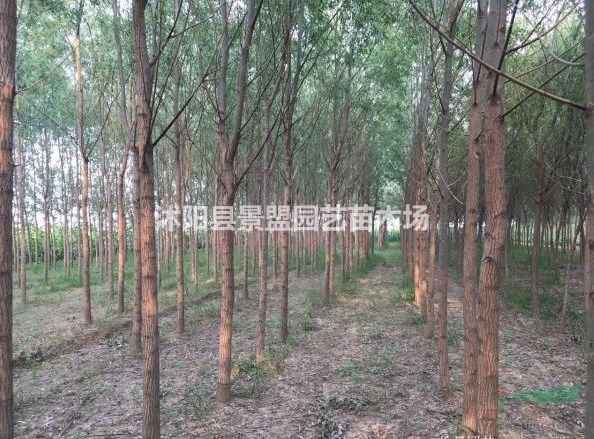 米徑7公分饅頭柳什么價(jià)格能買(mǎi)到？