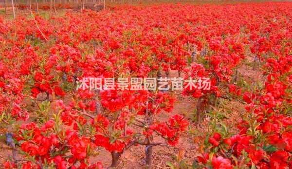 貼梗海棠別名叫什么？