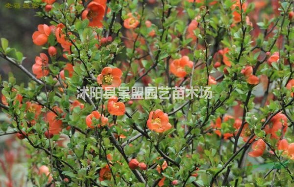 綠化專用貼梗海棠批發(fā)基地在哪里？
