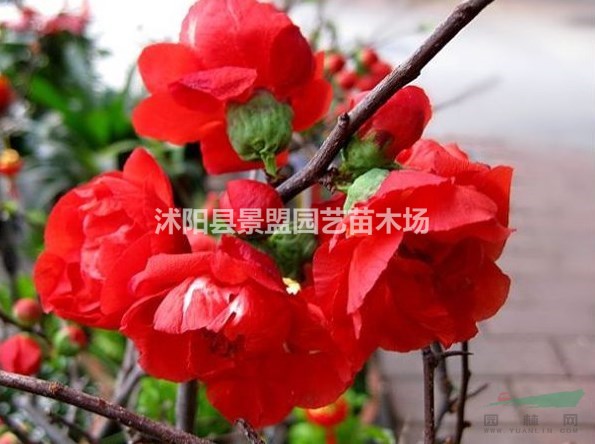 山東貼梗海棠批發(fā)價格貴嗎？
