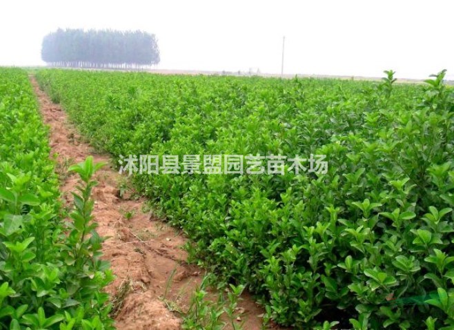 江蘇衛(wèi)矛種植基地便宜嗎？