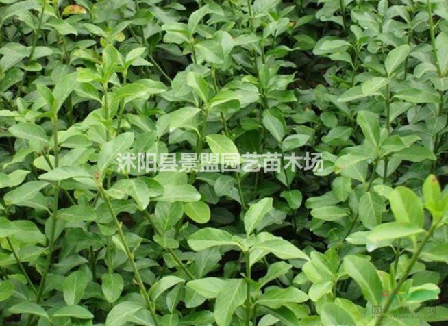江蘇衛(wèi)矛種植基地便宜嗎？