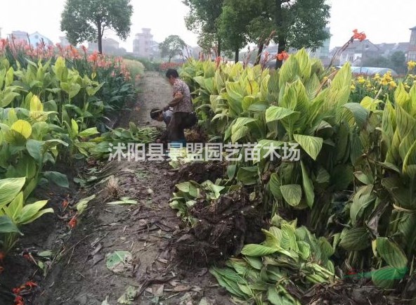 矮化美人蕉種植密度一平米多少棵？