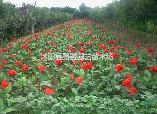 高度120公分的美人蕉苗多少錢一棵？