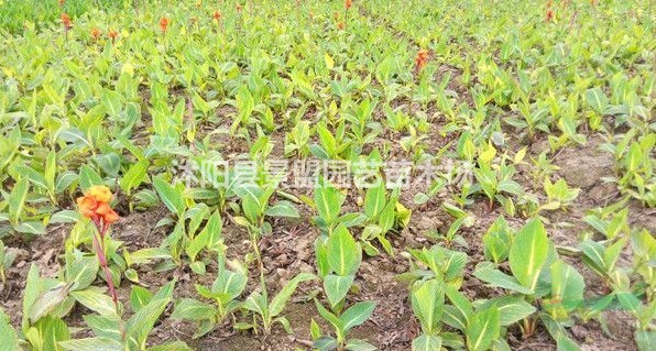 高度120公分的美人蕉苗多少錢一棵？