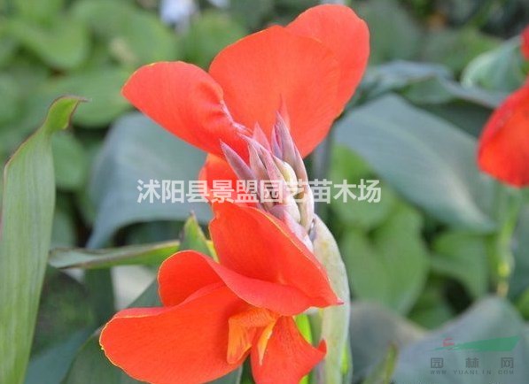 紫葉美人蕉株高有多高？