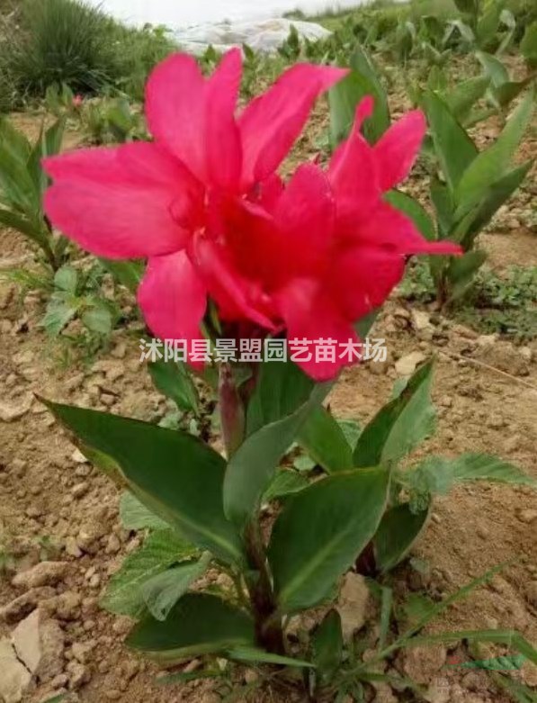 美人蕉小苗批發(fā)基地在哪里？