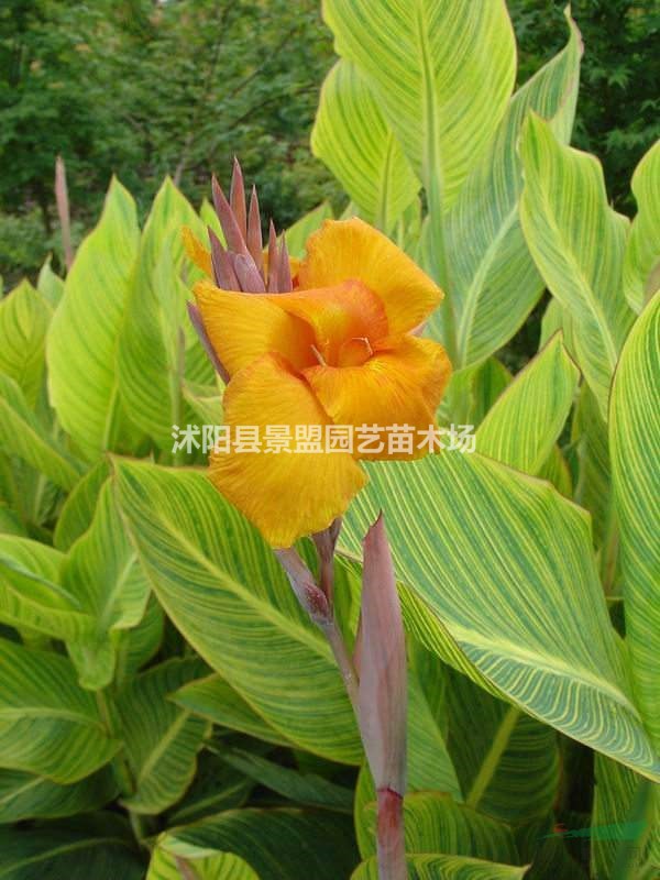 湖北美人蕉都在哪里買的？