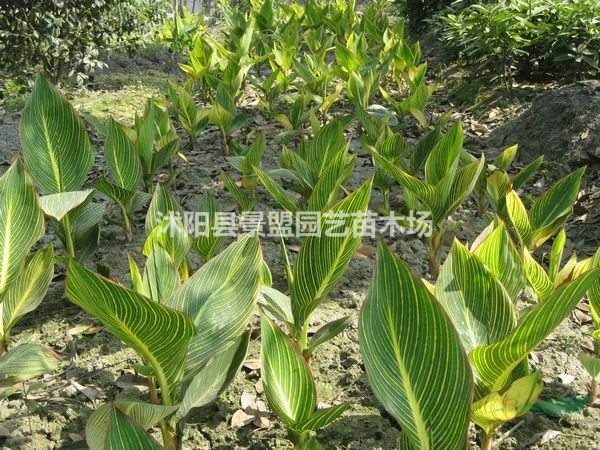 湖北美人蕉都在哪里買的？