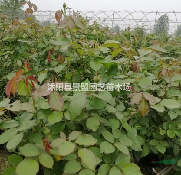 遼寧能種薔薇嗎？