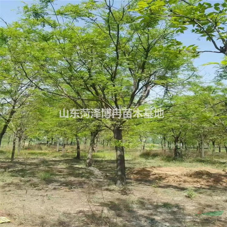  15公分國槐哪有  國槐近期市場行情