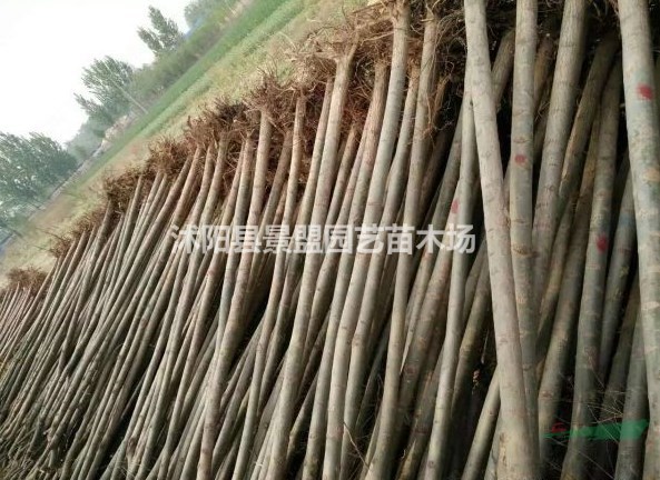 饅頭柳生長(zhǎng)速度快嗎？